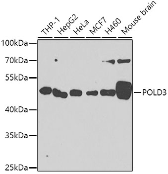POLD3 Polyclonal Antibody