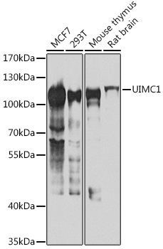 UIMC1 Polyclonal Antibody