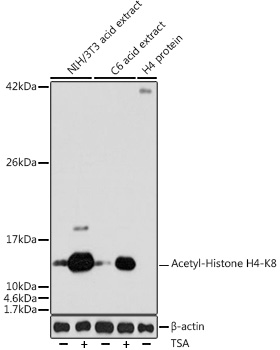 Acetyl-Histone H4-K8 Polyclonal Antibody&nbsp;<img src="images/icon_newarrival.gif" alt="new" border="0">