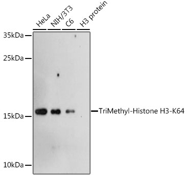 TriMethyl-Histone H3-K64 Polyclonal Antibody