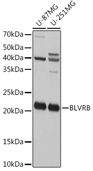 BLVRB Polyclonal Antibody