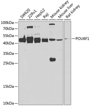 POU6F1 Polyclonal Antibody