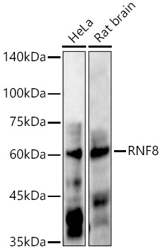 RNF8 Polyclonal Antibody