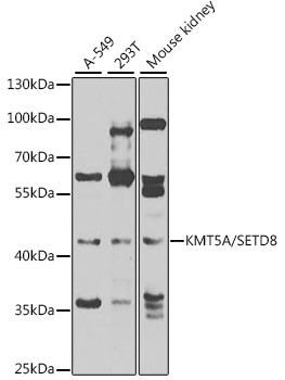 KMT5A/SETD8 Polyclonal Antibody