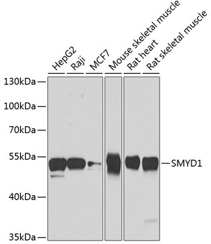 SMYD1 Polyclonal Antibody