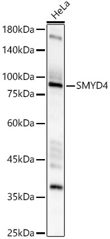 SMYD4 Polyclonal Antibody
