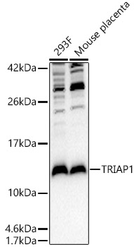 TRIAP1 Polyclonal Antibody