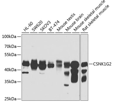 CSNK1G2 Polyclonal Antibody