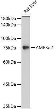 AMPKa2 Polyclonal Antibody