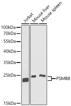 PSMB8 Polyclonal Antibody
