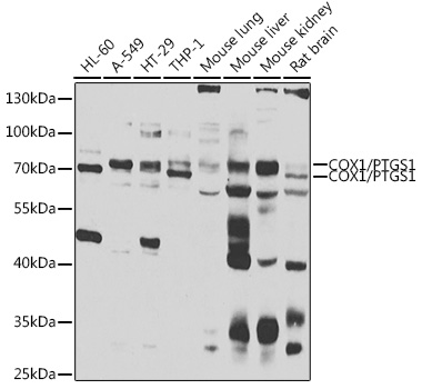 COX1/PTGS1 Polyclonal Antibody