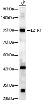 LZTR1 Polyclonal Antibody