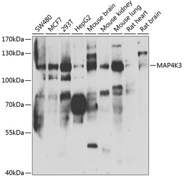 MAP4K3 Polyclonal Antibody