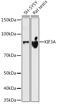 KIF3A Monoclonal Antibody [1C8K4]
