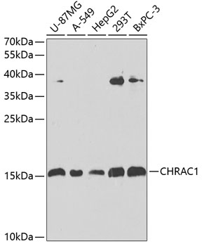 CHRAC1 Polyclonal Antibody