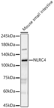 NLRC4 Polyclonal Antibody