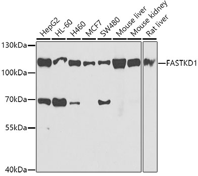 FASTKD1 Polyclonal Antibody
