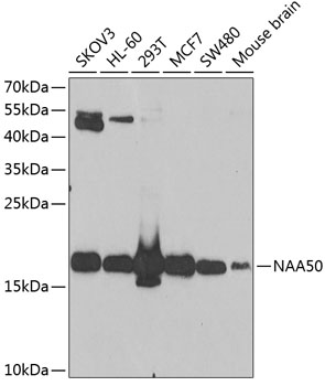 NAA50 Polyclonal Antibody