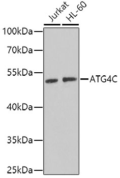 ATG4C Polyclonal Antibody