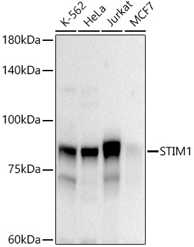 STIM1 Polyclonal Antibody