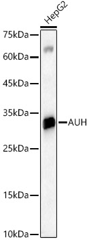 AUH Polyclonal Antibody