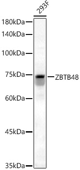 ZBTB48 Polyclonal Antibody