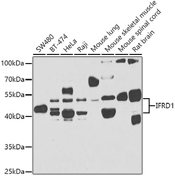 IFRD1 Polyclonal Antibody
