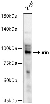 Furin Polyclonal Antibody