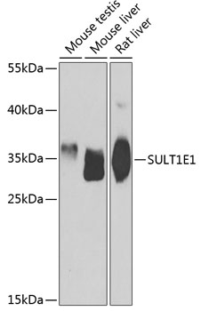 SULT1E1 Polyclonal Antibody