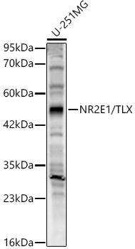 NR2E1/TLX Polyclonal Antibody