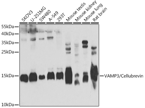 VAMP3/Cellubrevin Polyclonal Antibody