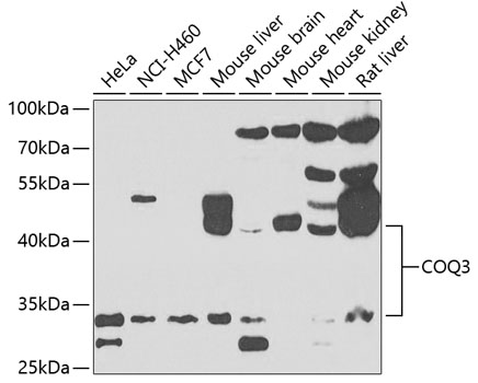 COQ3 Polyclonal Antibody