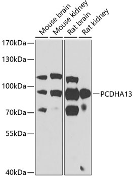 PCDHA13 Polyclonal Antibody