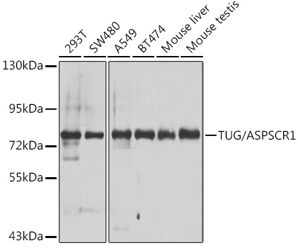 TUG/ASPSCR1 Polyclonal Antibody