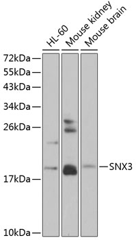 SNX3 Polyclonal Antibody
