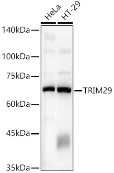 TRIM29 Polyclonal Antibody