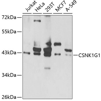 CSNK1G1 Polyclonal Antibody