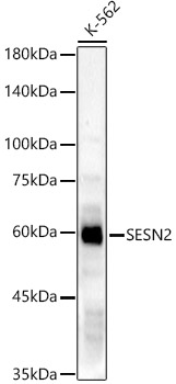 SESN2 Polyclonal Antibody