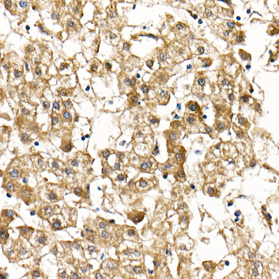 Smad9 Polyclonal Antibody