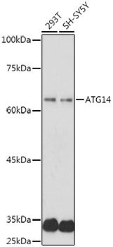ATG14 Polyclonal Antibody