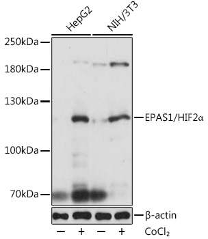 EPAS1/HIF2a Polyclonal Antibody