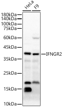 IFNGR2 Polyclonal Antibody