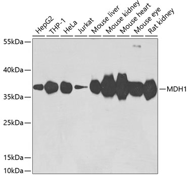 MDH1 Polyclonal Antibody