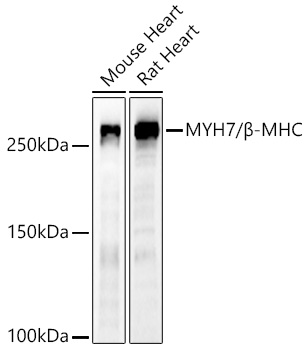 MYH7/B-MHC Polyclonal Antibody