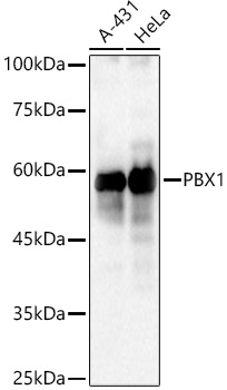 PBX1 Polyclonal Antibody