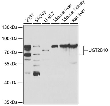 UGT2B10 Polyclonal Antibody