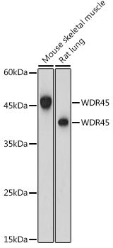 WDR45 Polyclonal Antibody
