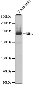 NINL Polyclonal Antibody