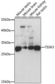 TSSK3 Polyclonal Antibody