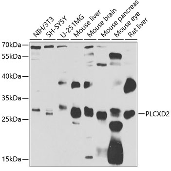 PLCXD2 Polyclonal Antibody